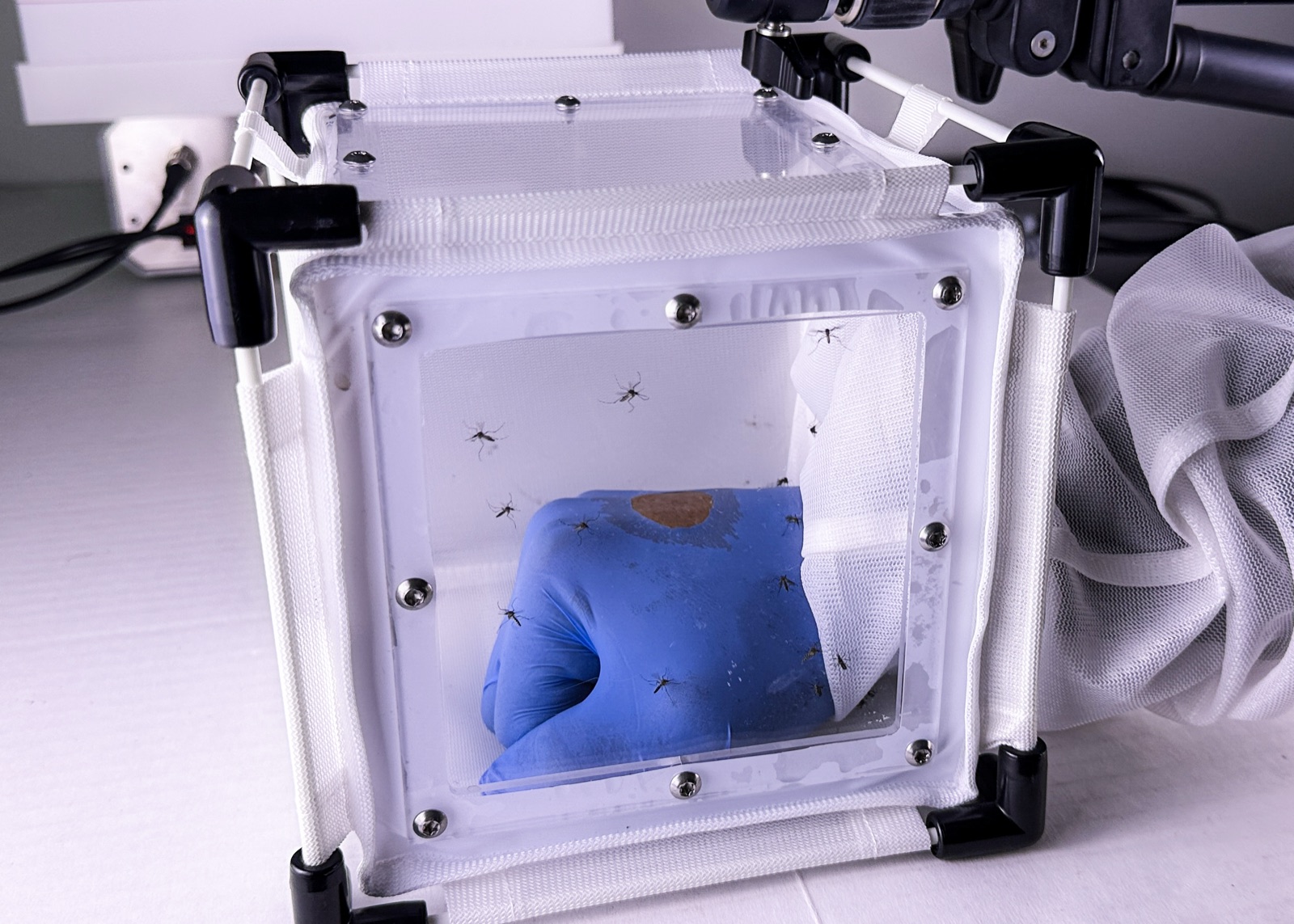 A netted assay cage on the bench: mosquitoes around a gloved arm.