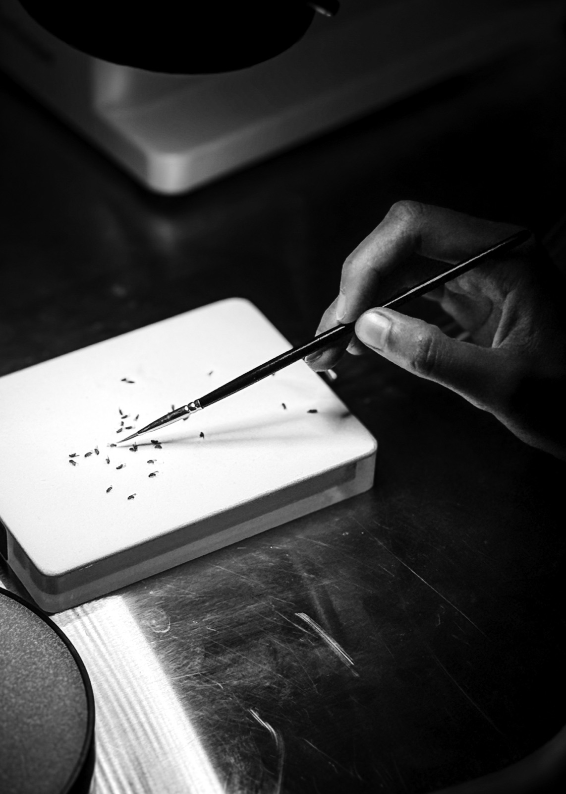 A researcher sorting mosquitoes on a chill plate with a fine brush.