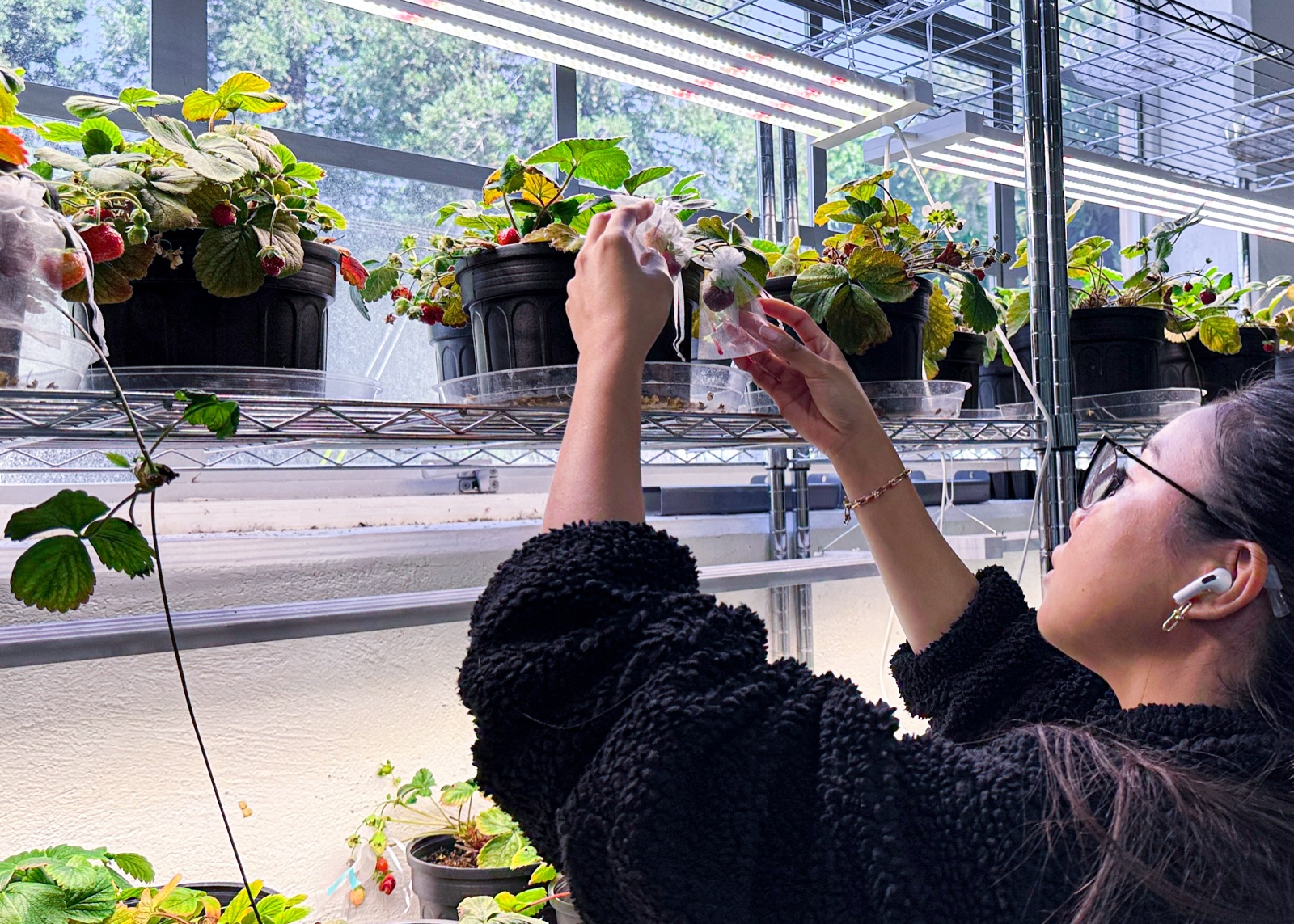 A researcher bagging strawberries on a growing rack under lab lights.