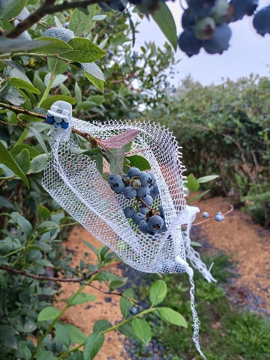 Ripening blueberries on a living plant sit inside loosely hung, large-hole mesh that leaves the fruit accessible to flies.