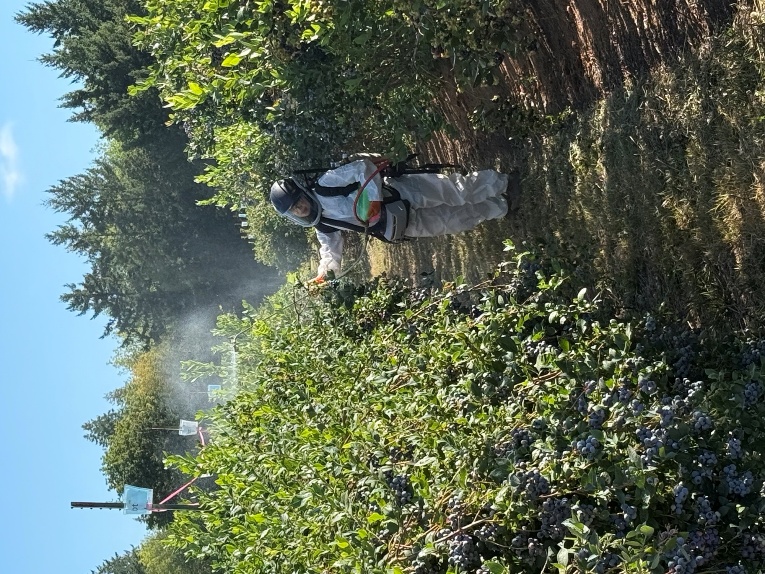 A researcher in protective equipment uses a backpack sprayer to treat blueberry bushes in a field plot.